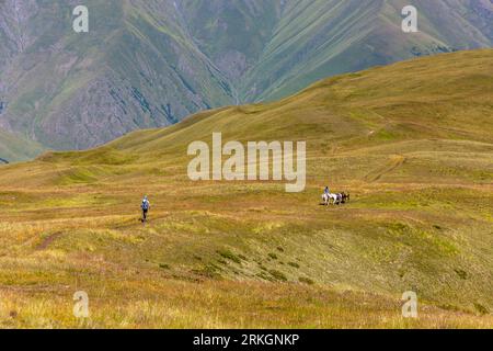 Ein Pferdepfleger in einem blauen Hemd reitet ein graues Pferd über eine weite Bergwiese, führt ein weißes und ein braunes Packpferd, auf dem Abstieg vom Atsunta-Pass auf der Khevsur-Seite nahe dem Dorf Andaki in der Munizipalität Duscheti, Region Mtskheta-Mtianeti, Georgien. Links geht ein Wanderer mit Kappe und Rucksack über die Wiese. Das Gras schimmert grün und goldbraun. Im Hintergrund fallen steile grüne Hänge in ein Tal ab. Pferdepfleger transportieren Lasten über die Berge auf dem Rücken von Packtieren. Bei Trekkingtouren tragen Packpferde Zelte, Gepäck, Vorräte und Kochausrüstung Stockfoto
