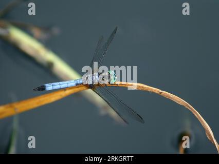 Libelle auf Trockenanlage in Indianapolis, USA Stockfoto