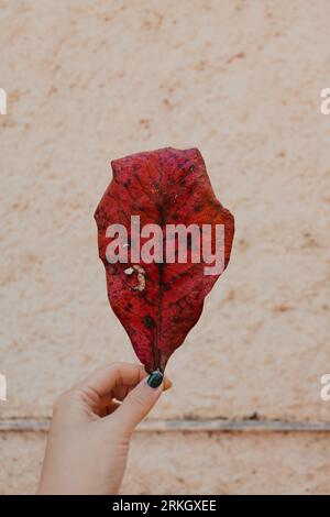 Person, die ein altes Blatt hält Stockfoto