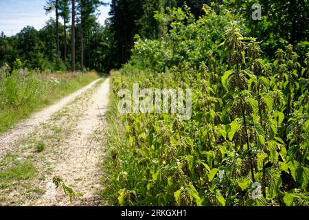 Ein malerischer Blick auf üppigen grünen Wald im Sommer in Süddeutschland Stockfoto