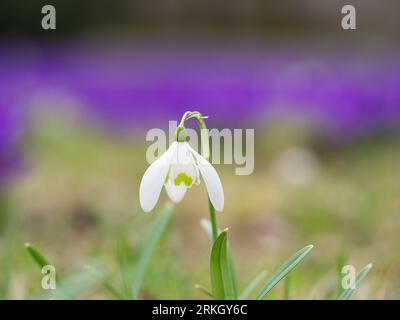 Nahaufnahme einer weißen Schneeglöckchenblume auf einem Feld Stockfoto