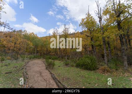 A scenic view of a path lined with trees in autumn Stock Photo