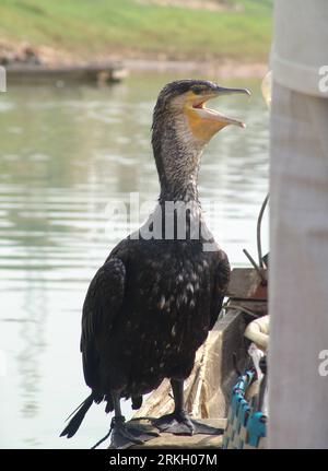 Bildnummer: 55658310 Datum: 31.07.2011 Copyright: imago/Xinhua (110731) -- JINGDEZHEN, 31. Juli 2011 (Xinhua) -- Ein finsierender Kormoran wird auf einem Boot im Jiedu County der Stadt Leping, ostchinesische Provinz Jiangxi, 31. Juli 2011 gesehen. Wang, 59, der seit über 30 Jahren Kormorane für den Fischfang aufzieht, wurde einer der beiden lokalen Haushälter, die diese traditionelle Fischfangmethode beibehalten. Bevor Kormoran an den Fisch abgegeben wird, hält der Fischer den Hals des Vogels normalerweise an einer Schnur, um zu verhindern, dass er große Fische schluckt. Und jedes Mal, wenn ein Kormoran einen Fisch fängt, kommt er zurück zum Boot Stockfoto