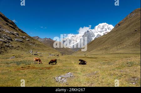 Wanderung auf der Huayhuash-Strecke von Mitucocha nach Carhuacocha mit Blick auf den Berg Rondoy, peruanische Anden. Stockfoto