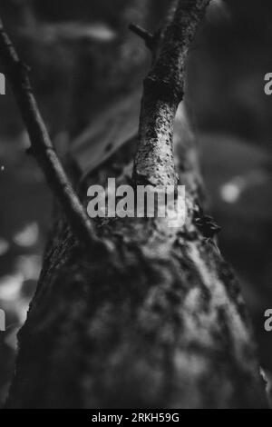 Eine Graustufenaufnahme eines Baumes mit Ästen in einem Wald Stockfoto