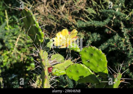 Beautiful Opuntia Ficus-Indica in bloom in the Algarve, Portugal Stock Photo