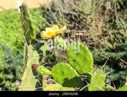 Beautiful Opuntia Ficus-Indica in bloom in the Algarve, Portugal Stock Photo