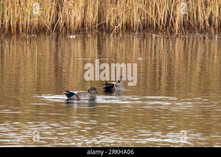 Zwei Gadwall-Enten schwimmen in einem ruhigen See Stockfoto