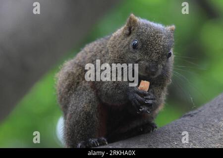 Bildnummer: 55768761  Datum: 14.08.2011  Copyright: imago/Xinhua (110815) -- TAIBEI, Aug. 15, 2011 (Xinhua) -- A red belly squirrel, also known as Callosciurus Erythraeus, eats a peanut on the tree trunk in Taipei, southeast China s Taiwan, Aug. 14, 2011. (Xinhua/Li Mingfang) (xzj) CHINA-TAIPEI-SQUIRRELS (CN) PUBLICATIONxNOTxINxCHN Tiere Eichhörnchen Pallas Pallashörnchen Rotbauchhörnchen Rotbauch xst 2011 quer     Bildnummer 55768761 Date 14 08 2011 Copyright Imago XINHUA  Taibei Aug 15 2011 XINHUA a Red Belly Squirrel Thus known As Callosciurus  eats a Peanut ON The Tree Trunk in Taipei Sout Stock Photo