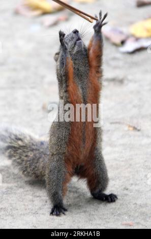 Bildnummer: 55768762  Datum: 14.08.2011  Copyright: imago/Xinhua (110815) -- TAIBEI, Aug. 15, 2011 (Xinhua) -- A red belly squirrel, also known as Callosciurus Erythraeus, tries to catch its peanuts in Taipei, southeast China s Taiwan, Aug. 14, 2011. (Xinhua/Li Mingfang) (xzj) CHINA-TAIPEI-SQUIRRELS (CN) PUBLICATIONxNOTxINxCHN Tiere Eichhörnchen Pallas Pallashörnchen Rotbauchhörnchen Rotbauch xst 2011 hoch o0 kurios, komik    Bildnummer 55768762 Date 14 08 2011 Copyright Imago XINHUA  Taibei Aug 15 2011 XINHUA a Red Belly Squirrel Thus known As Callosciurus  tries to Catch its Peanuts in Taipe Stock Photo