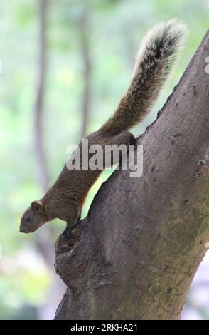 Bildnummer: 55768763 Datum: 14.08.2011 Copyright: imago/Xinhua (110815) -- TAIBEI, 15. August 2011 (Xinhua) -- Ein Rotbauch-Eichhörnchen, auch bekannt als Callosciurus Erythraeus, klettert auf einem Baumstamm in Taipei, Südostchina, Taiwan, 14. August 2011. (Xinhua/Li Mingfang) (xzj) CHINA-TAIPEI-EICHHÖRNCHEN (CN) PUBLICATIONxNOTxINxCHN Tiere Eichhörnchen Pallas Pallashörnchen Rotbauchhörnchen Rotbauch xst 2011 hoch Bildnummer 55768763 Datum 14 08 2011 Copyright Imago XINHUA Taibei 15. August 2011 XINHUA A Red Belly Eichhörnchen, auch bekannt als Callosciurus Climb ON a Tree Trunk in Taipei South East China S TAIW Stockfoto