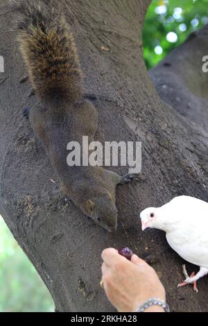 Bildnummer: 55768760  Datum: 14.08.2011  Copyright: imago/Xinhua (110815) -- TAIBEI, Aug. 15, 2011 (Xinhua) -- A red belly squirrel, also known as Callosciurus Erythraeus, and a pigeon look at a grape on a tree trunk in Taipei, southeast China s Taiwan, Aug. 14, 2011. (Xinhua/Li Mingfang) (xzj) CHINA-TAIPEI-SQUIRRELS (CN) PUBLICATIONxNOTxINxCHN Tiere Eichhörnchen Pallas Pallashörnchen Rotbauchhörnchen Rotbauch xst 2011 hoch  o0 taube, Vögel, Fütterung o00 füttern Hand    Bildnummer 55768760 Date 14 08 2011 Copyright Imago XINHUA  Taibei Aug 15 2011 XINHUA a Red Belly Squirrel Thus known As Cal Stock Photo