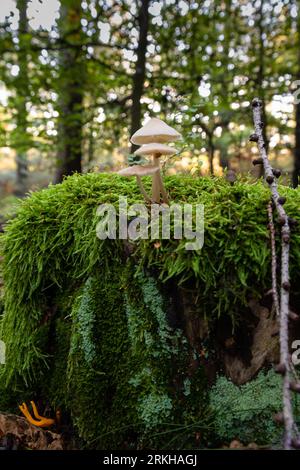 A lush forest floor featuring a moss-covered stump in the center accompanied by a carpet of mushrooms and aged deadwood Stockfoto