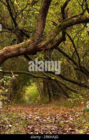 Eine idyllische Herbstszene mit einem lebendigen Wald mit Blättern, die über den Boden verstreut sind Stockfoto