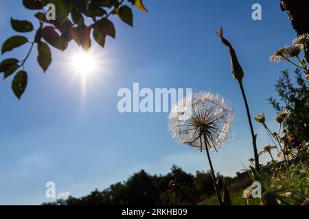 Orientalischer Ziegenbart (Tragopogon orientalis), von der Sonne hinterleuchtete Samenköpfe, Ungarn Stockfoto