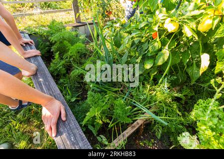 Chemische Freilandproduktion von Karotten und Paprika im ländlichen Garten, Ungarn Stockfoto