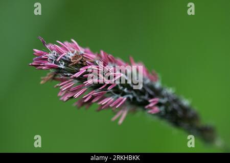 Ein üppiges Feld aus Fuchsschwanzgras mit leuchtend violetten Antheren, die in der Brise wiegen Stockfoto