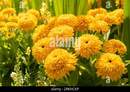 Mainau, Deutschland, 20. Juli 2023 gelbe Chrysantheme Blumen in einem Park Stockfoto