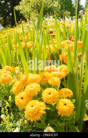 Mainau, Deutschland, 20. Juli 2023 gelbe Chrysantheme Blumen in einem Park Stockfoto