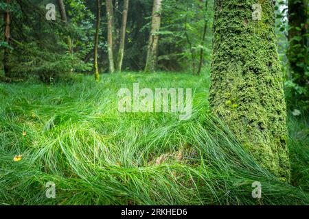 Ein üppiger grüner Baum inmitten eines grasbewachsenen Waldes, dessen Blätter in der Sonne glitzern Stockfoto