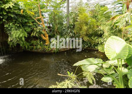 Mainau, Deutschland, 20. Juli 2023 kleiner See im Tropenhaus Stockfoto