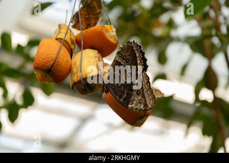 Mainau, Deutschland, 20. Juli 2023 schöner Schmetterling in einem tropischen Haus Stockfoto