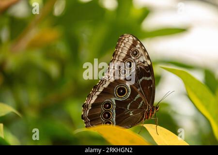 Mainau, Deutschland, 20. Juli 2023 schöner Schmetterling in einem tropischen Haus Stockfoto