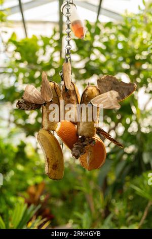 Mainau, Deutschland, 20. Juli 2023 schöner Schmetterling in einem tropischen Haus Stockfoto