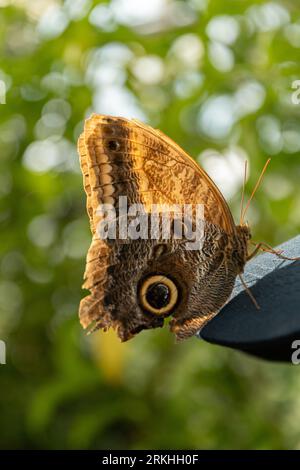 Mainau, Deutschland, 20. Juli 2023 schöner Schmetterling in einem tropischen Haus Stockfoto