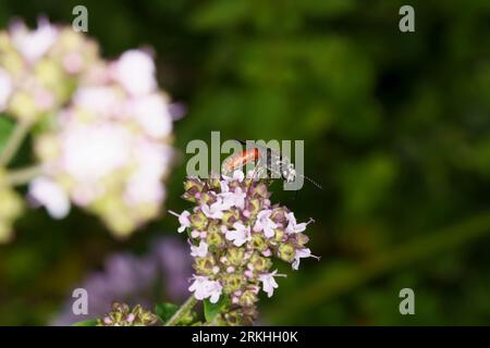 Sphecodes albilabris Familie Halictidae Gattung Sphecodes Riesenblutbiene Weisslippige Blutbiene wilde Natur Insektentapete Stockfoto