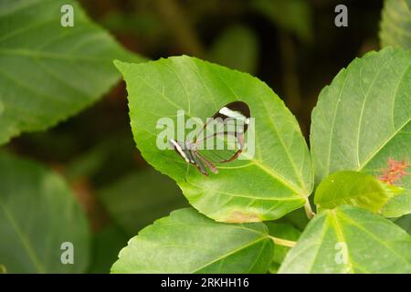 Mainau, Deutschland, 20. Juli 2023 schöner Schmetterling in einem tropischen Haus Stockfoto