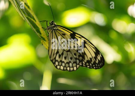 Mainau, Deutschland, 20. Juli 2023 schöner Schmetterling in einem tropischen Haus Stockfoto