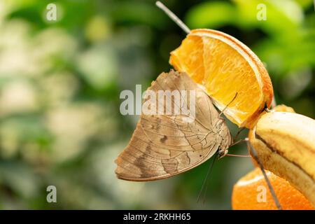 Mainau, Deutschland, 20. Juli 2023 schöner Schmetterling in einem tropischen Haus Stockfoto