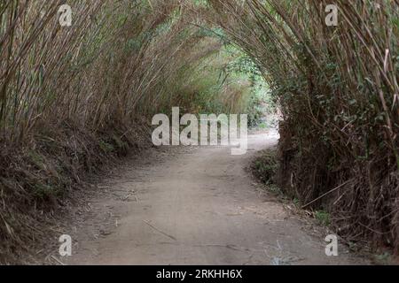 Bambusdach: Naturtunnel auf einer unbefestigten Straße Stockfoto