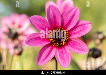 Mainau, Deutschland, 20. Juli 2023 Lila Osteospermum Blume in a Park Stockfoto