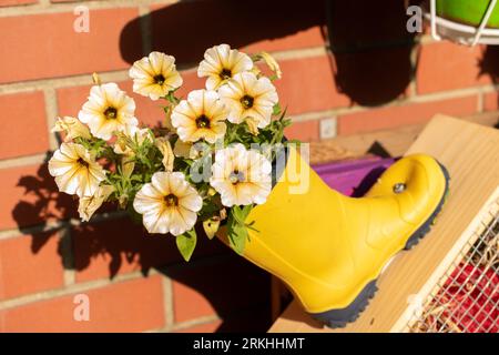 Mainau, Deutschland, 20. Juli 2023 Blumen sind in einem Gummistiefel gefüllt Stockfoto