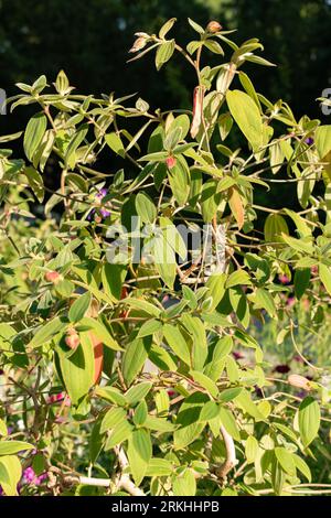 Mainau, Deutschland, 20. Juli 2023 schöne Plantagen in einem botanischen Garten Stockfoto