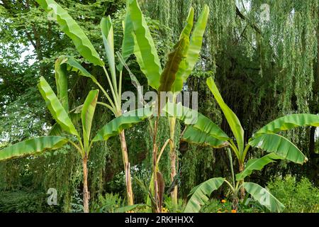 Mainau, Deutschland, 20. Juli 2023 schöne Plantagen in einem botanischen Garten Stockfoto