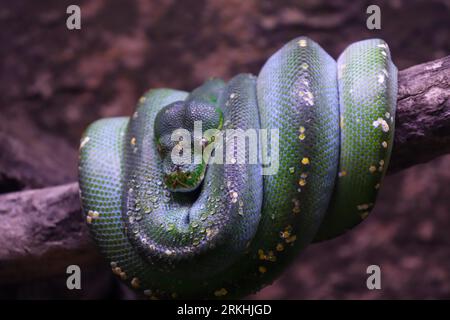 Geschlossenes Bild von Green Tree Python Rolling on a Tree Trunk Stockfoto
