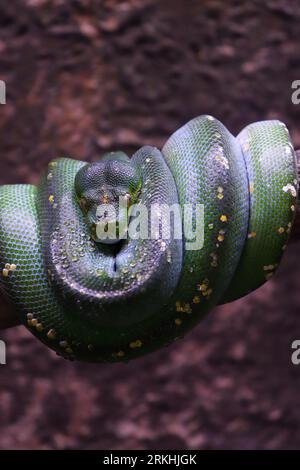 Geschlossenes Bild von Green Tree Python Rolling on a Tree Trunk Stockfoto