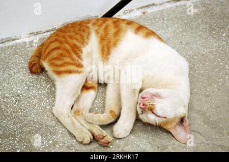 Straßenkatzen füttern. Futter für Katzen und Wildkatzen. Nahaufnahme. Stockfoto
