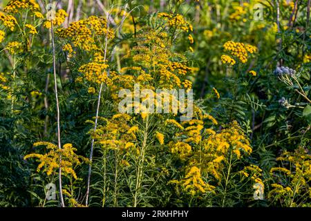 Ansy (Tanacetum vulgare), auch bekannt als „Tansy“, „Golden Buttons“, „Bitter Buttons“ oder „Cow Bitter“. In einigen Bereichen ist es invasiv geworden. Stockfoto