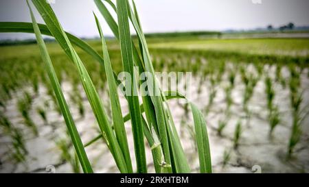 A close-up of a lush field of sugar cane stalks Stockfoto