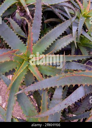 Aloe Vera Pflanzengrün, Blau und Rot Nahaufnahme von Natur-Hintergrundfotografie in Lissabon Portugal Stockfoto