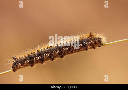 Ein Makro einer trinkenden Moth Caterpillar, die auf einem Zweig in einer natürlichen Umgebung im Freien thront Stockfoto