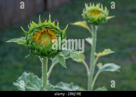 A Lush grassy meadow with a line of bright yellow sunflowers stretching across the horizon Stock Photo