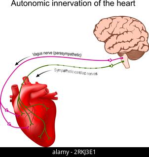 Heart innervation. Autonomic nervous system. Sympathetic and Parasympathetic. Human brain with vagus nerve and cardiac nerve. heart rate control Stock Vector