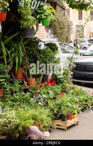 Im Sommer können Pflanzen und Blumen in einem Blumengeschäft im Freien in Rom, Italien, verkauft werden Stockfoto