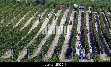 (230825) -- IZMIR, 25. Aug. 2023 (Xinhua) -- Weinberge werden in Urla Stadt, Provinz Izmir, T¨¹rkiye, am 23. Aug. 2023 gesehen. Die ägäische Region T¨¹rkiye ist ein Paradies für Weinliebhaber. Mit seinem idyllischen Klima und dem perfekt für die Weinherstellung geeigneten Gelände ist die Region die Heimat von mehr als der Hälfte der Weinproduktion des Landes. MIT „Feature: T¨¹rkiye's Aegean Vineyards locken Weinliebhaber auf der ganzen Welt an“ (Mustafa Kaya/Handout Via Xinhua) Stockfoto