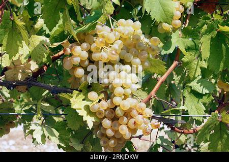 (230825) -- IZMIR, Aug. 25, 2023 (Xinhua) -- This photo taken on Aug. 23, 2023 shows grapes in Urla town, Izmir Province, T¨¹rkiye.  The Aegean region of T¨¹rkiye is a wine lover's paradise. With its idyllic climate and terrain perfectly suited for winemaking, the region is home to more than half of the country's wine production.    TO GO WITH 'Feature: T¨¹rkiye's Aegean vineyards attract wine lovers across world' (Mustafa Kaya/Handout via Xinhua) Stock Photo